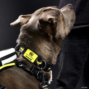 DC Comics Batman&trade; 85th Anniversary Dog Collar